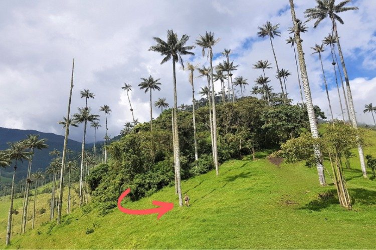 colombia valle de cocora elise