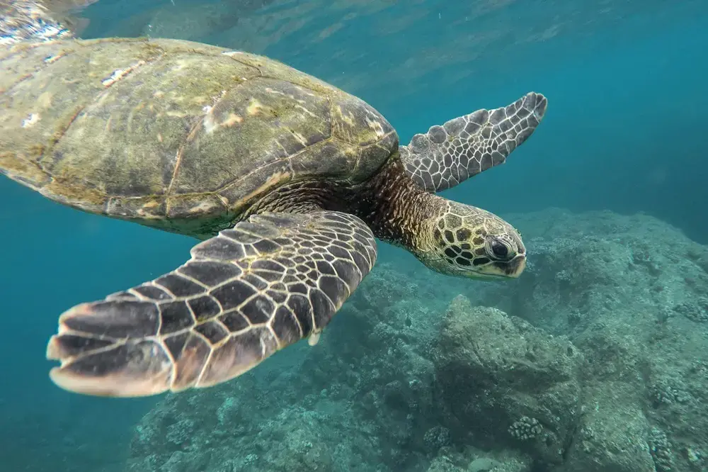 galapagos zeeschildpad