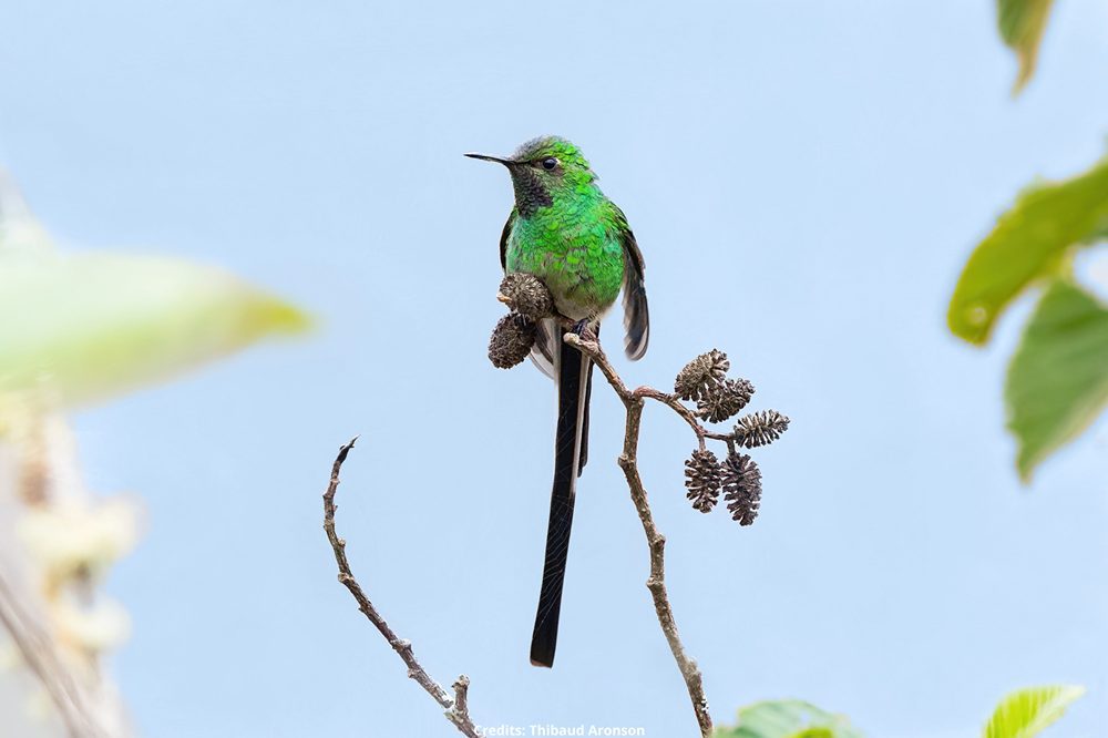 green tailed trainbearer credits Thibaud Aronson