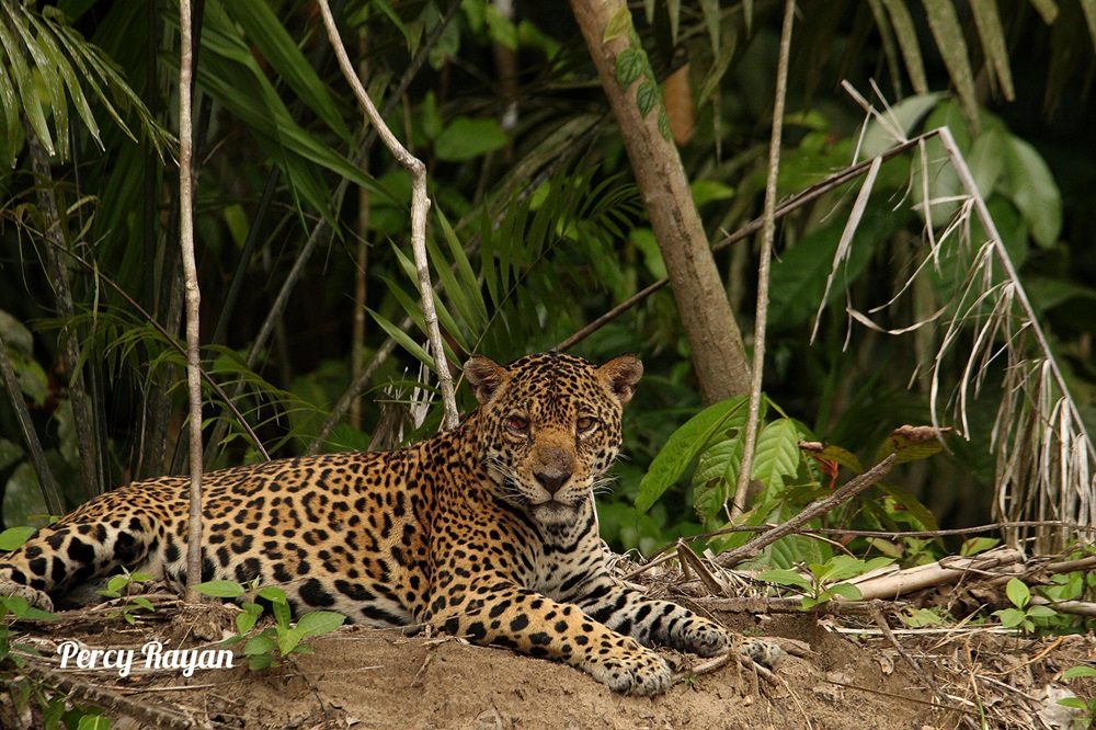 jaguar fotografiereis peru