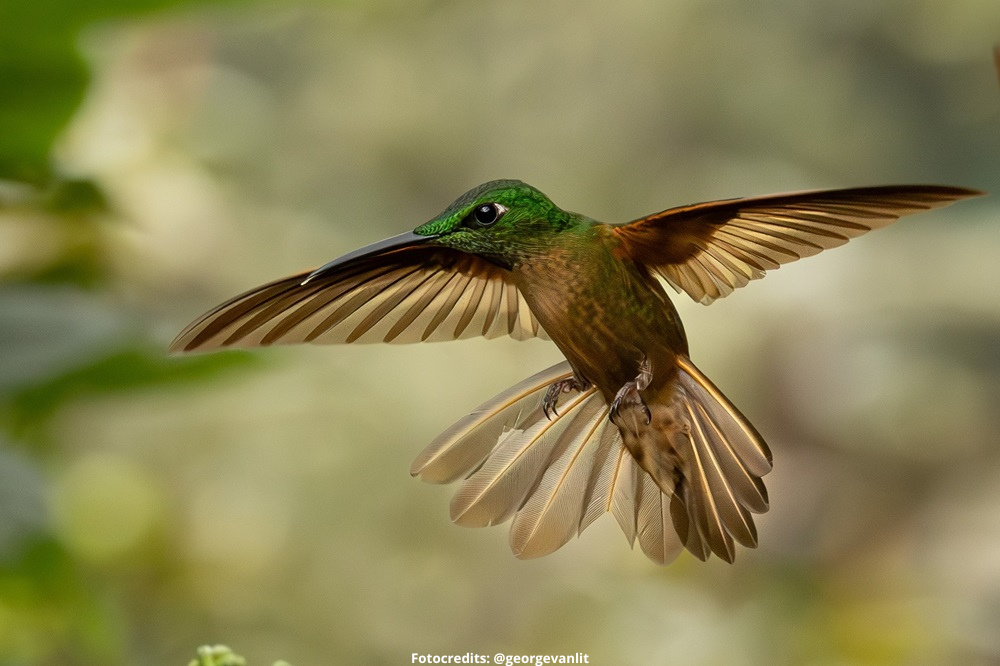 kolibrie nevelwoud fotoreis ecuador