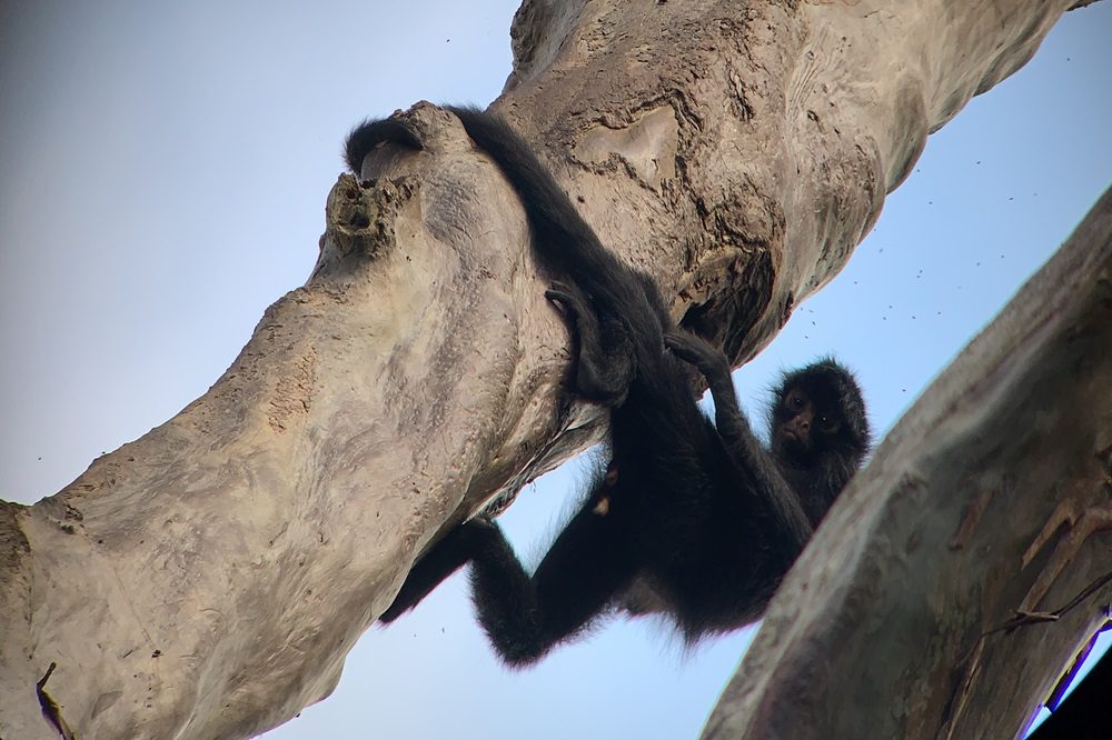 monkey aap manu peru