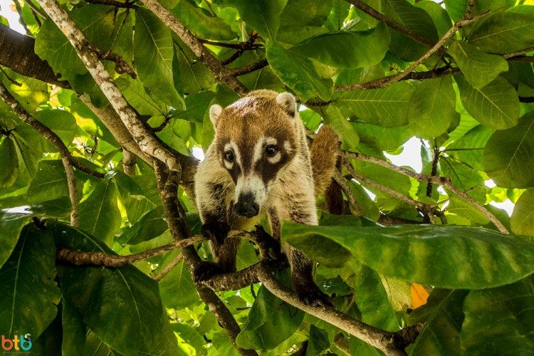 neusbeer belize