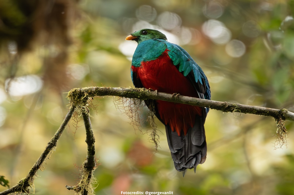 quetzal nevelwoud fotoreis ecuador