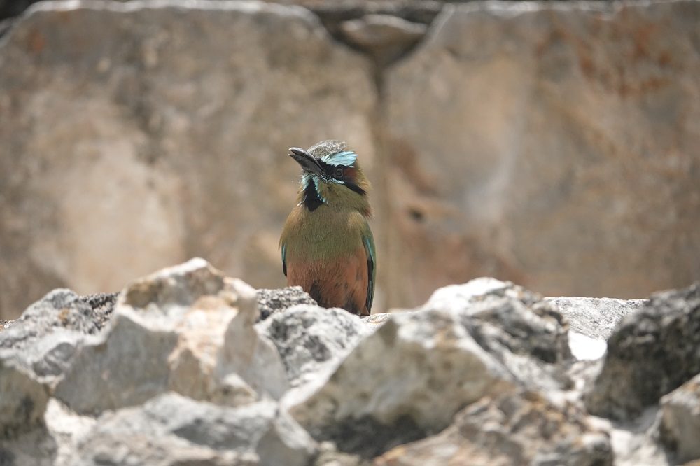 vogel luxe reis mexico