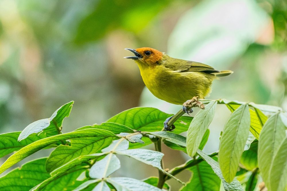 vogel machu picchu