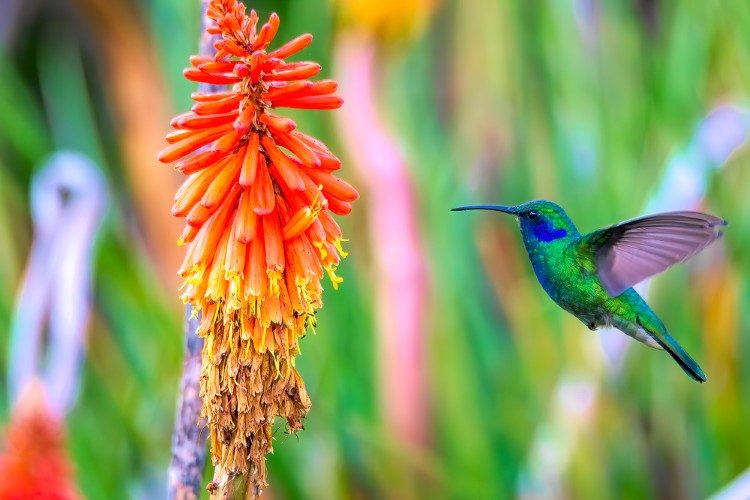 vogelreis guatemala Mexican Violetear_Todos Santos Cuchumatan