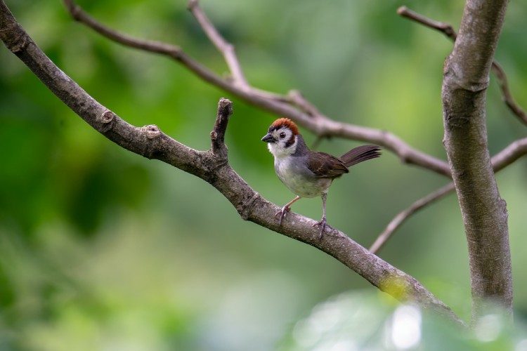 vogelreis guatemala White-faced-Ground-Sparrow_ Volcan San Pedro Lake Atitlan