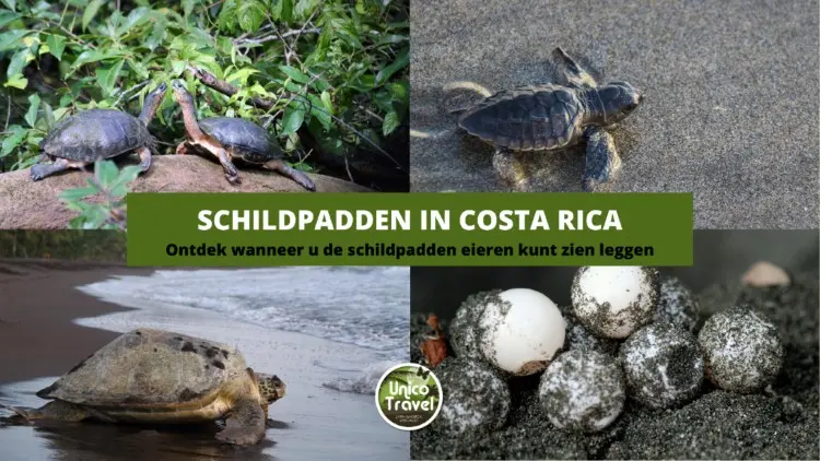 costa rica schildpadden