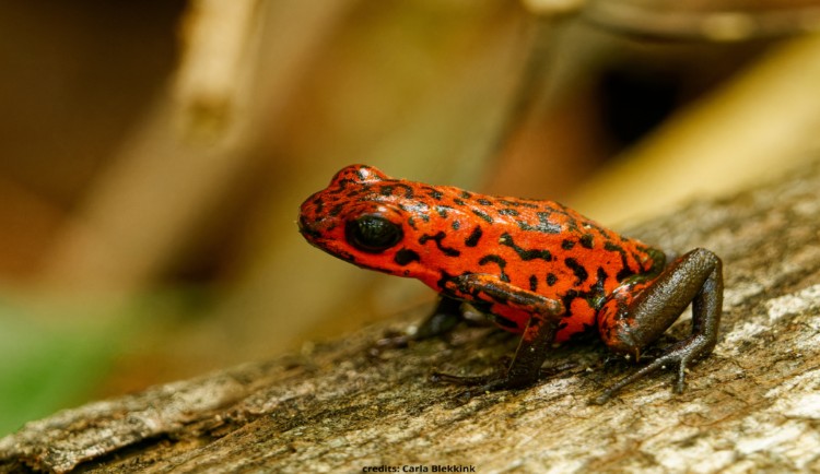 groepsreis costa rica pijlgifkikker