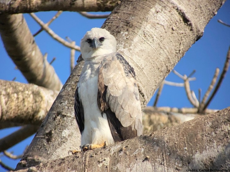 harpy eagle