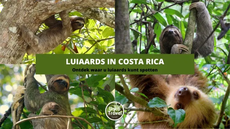 luiaards costa rica