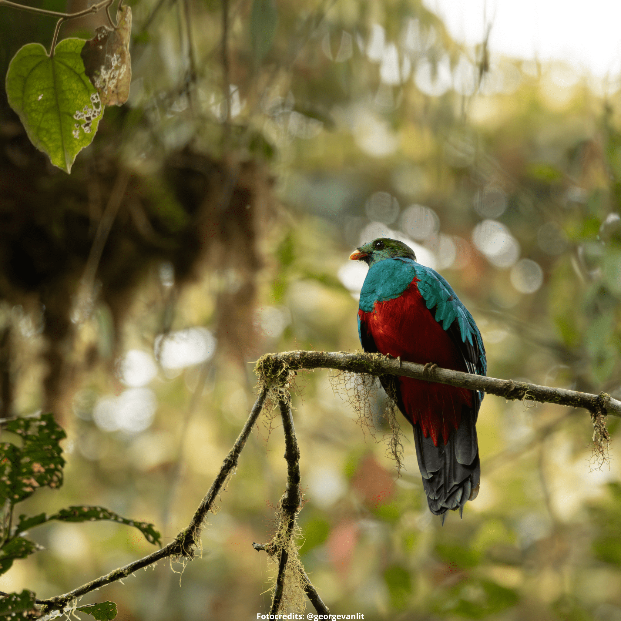 quetzal mindo ecuador