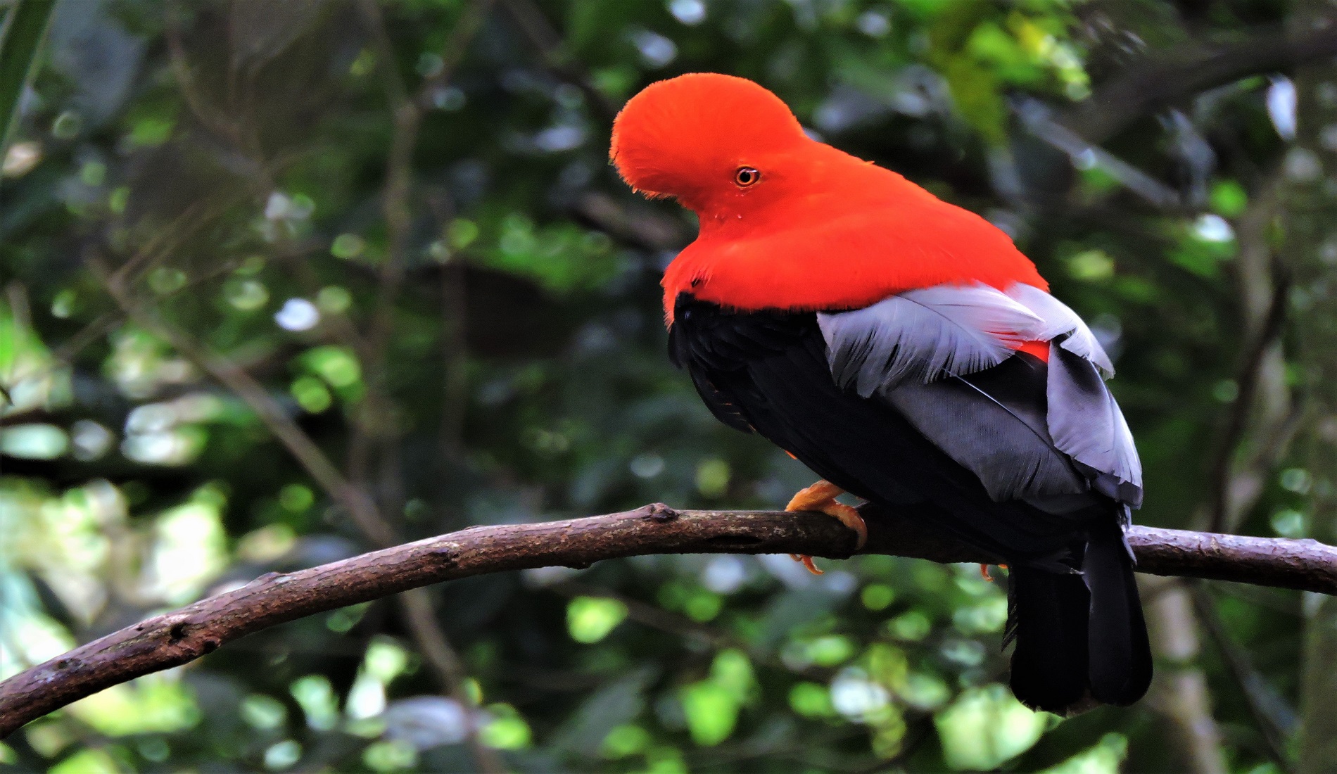 vogelreis colombia cock of the rock