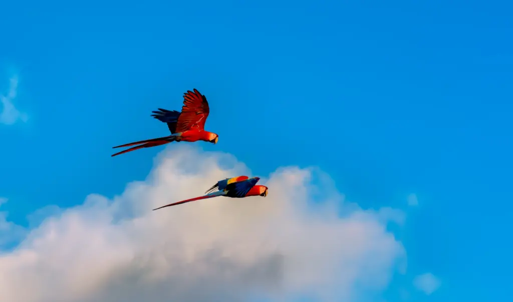 vogelreis costa rica