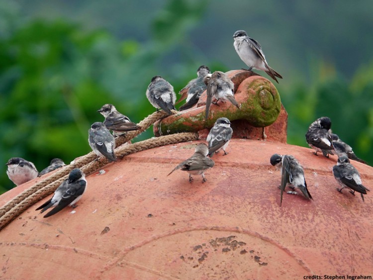 vogels vogelreis panama