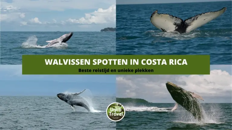 walvissen in costa rica