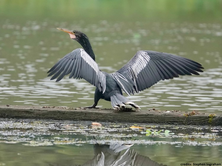 watervogel panama